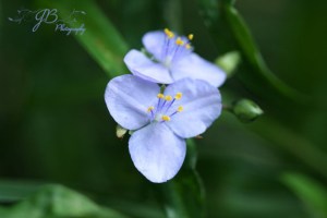 Flower1
