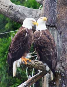 eagles
