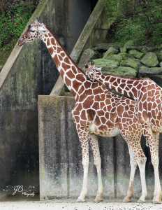 giraffes