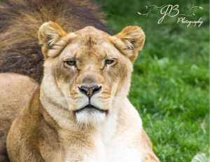 Lioness