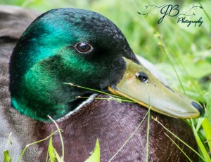Mallard