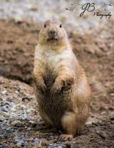 PrairieDog