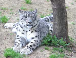 snowleopard